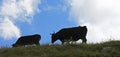 Cows on ths summer meadow against blue sky Royalty Free Stock Photo