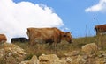 Cows on ths summer meadow against blue sky Royalty Free Stock Photo