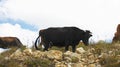 Cows on ths summer meadow against blue sky Royalty Free Stock Photo