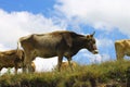 Cows on ths summer meadow against blue sky Royalty Free Stock Photo