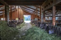 Cows to production milk feeding hay in a stable on a farm.