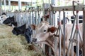 Cows to production milk feeding hay in stable on Thailand farm. Dairy cows farm Royalty Free Stock Photo