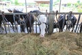 Cows to production milk feeding hay in stable on Thailand farm. Dairy cows farm Royalty Free Stock Photo