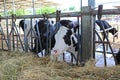 Cows to production milk feeding hay in stable on Thailand farm. Dairy cows farm Royalty Free Stock Photo