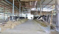 Cows to production milk feeding hay in stable on Thailand farm. Dairy cows farm
