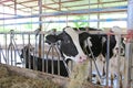 Cows to production milk feeding hay in stable on Thailand farm. Dairy cows farm Royalty Free Stock Photo