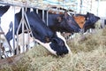 Cows to production milk feeding hay in stable on Thailand farm. Dairy cows farm Royalty Free Stock Photo