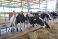 Cows to production milk feeding hay in stable on Thailand farm. Dairy cows farm