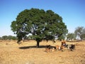 Cows and trees