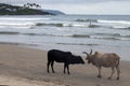 Cows on a tropical beach Royalty Free Stock Photo