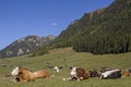 Cows on Tschey meadow in Tyrol