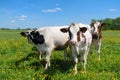 Cows in typical Dutch landscape Royalty Free Stock Photo