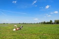 Cows in typical Dutch landscape Royalty Free Stock Photo