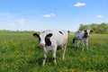Cows in typical Dutch landscape Royalty Free Stock Photo
