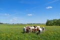 Cows in typical Dutch landscape Royalty Free Stock Photo