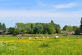Cows in typical Dutch landscape Royalty Free Stock Photo