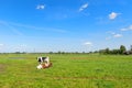 Cows in typical Dutch landscape Royalty Free Stock Photo