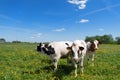 Cows in typical Dutch landscape Royalty Free Stock Photo