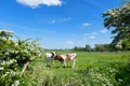 Cows in typical Dutch landscape in spring Royalty Free Stock Photo