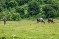 Cows in Ukraine