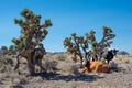 Cows under Joshua Trees Royalty Free Stock Photo