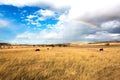 Cows Under the Rainbow