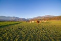 Cows under slovenian alps