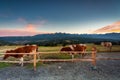 Cows under the Tatra Mountains at sunset. The pass over Lapszanka in Poland