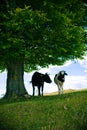 Cows Under Tree