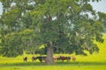 Cows under a tree shot with 500mm supertelephoto lens Royalty Free Stock Photo