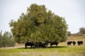 Cows Under a Tree