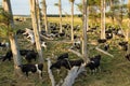 Cows Under Trees