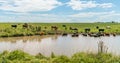 Cows in Uruguay