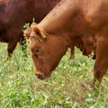 Cows used for landscape maintenance in the Zuwachs-Kuelzauer Forst nature reserve near Magdeburg Royalty Free Stock Photo