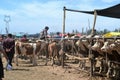 Cows at Uyghur Sunday Livestock bazaar market in Kashgar, Kashi, Xinjiang, China Royalty Free Stock Photo