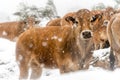 Cows and veals under a snowstorm Royalty Free Stock Photo