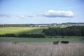 cows in very high grass of summer meadow in belgian ardennes region