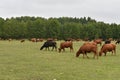 Cow in meadow. Rural composition. Cows grazing in the meadow.Cows Volyn meat, limousine, abordin Royalty Free Stock Photo