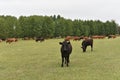 Cow in meadow. Rural composition. Cows grazing in the meadow.Cows Volyn meat, limousine, abordin Royalty Free Stock Photo