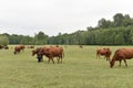 Cow in meadow. Rural composition. Cows grazing in the meadow.Cows Volyn meat, limousine, abordin Royalty Free Stock Photo