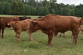 Cow in meadow. Rural composition. Cows grazing in the meadow.Cows Volyn meat, limousine, abordin Royalty Free Stock Photo