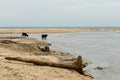 Cows on a sandy beach Royalty Free Stock Photo