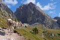 Cows walk along a mountain path in Puez - Geisler nature park Royalty Free Stock Photo