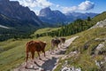 Cows walk along a mountain path in Puez - Geisler nature park Royalty Free Stock Photo