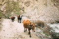 Cows Walking Along A Narrow Mountain Countryside Road In Rocky Mountains Royalty Free Stock Photo