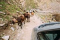 Cows Walking Along A Narrow Mountain Countryside Road In Rocky Mountains Royalty Free Stock Photo