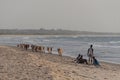 Cows walking on the beach Royalty Free Stock Photo