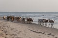 Cows walking on the beach Royalty Free Stock Photo