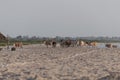 Cows walking on the beach Royalty Free Stock Photo