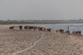 Cows walking on the beach Royalty Free Stock Photo